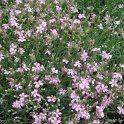 Gypsophila repens